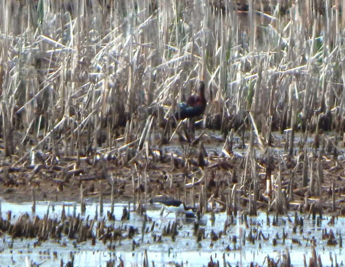 White-faced Ibis - Tom Klubertanz