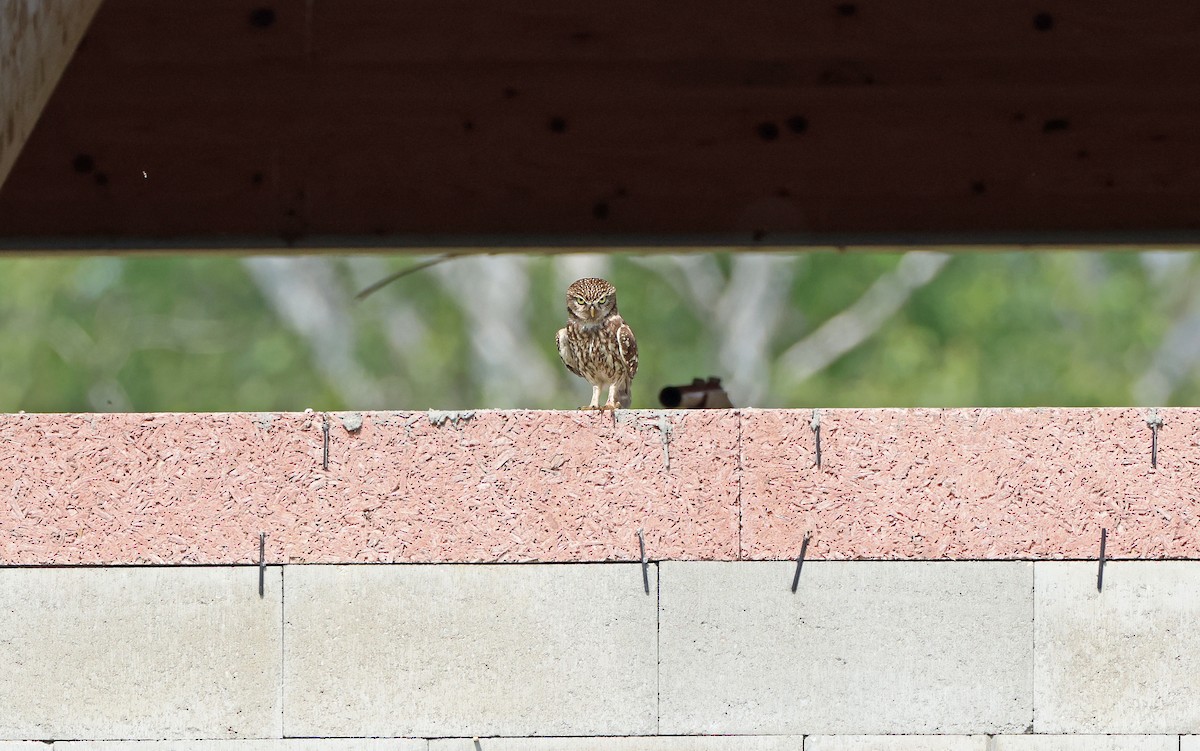 Little Owl (Little) - ML576663951