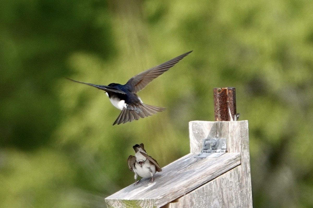 Tree Swallow - ML576664101