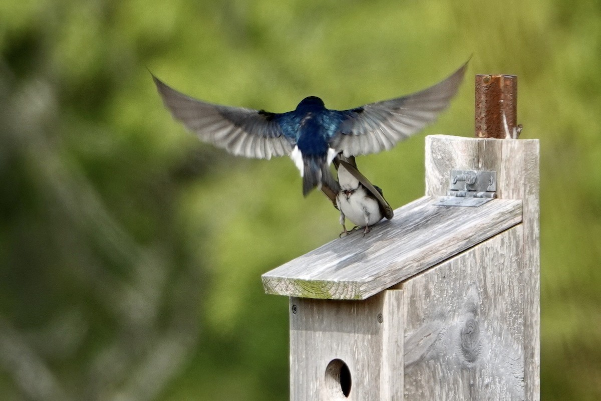 Tree Swallow - ML576664121