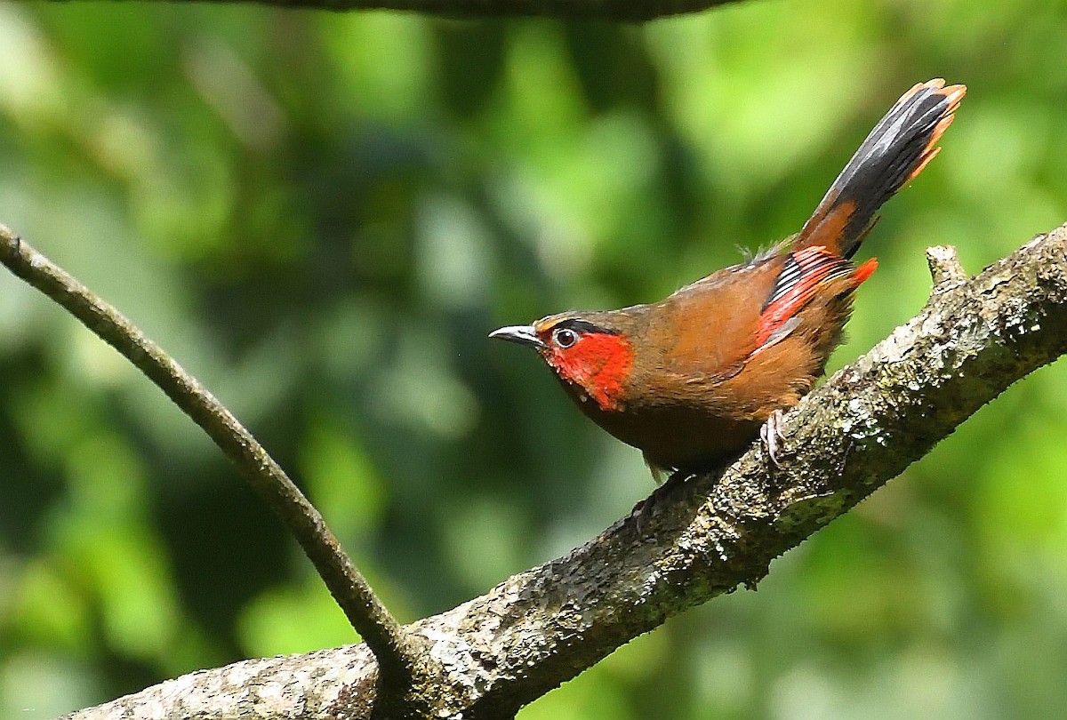 Red-faced Liocichla - ML576666221