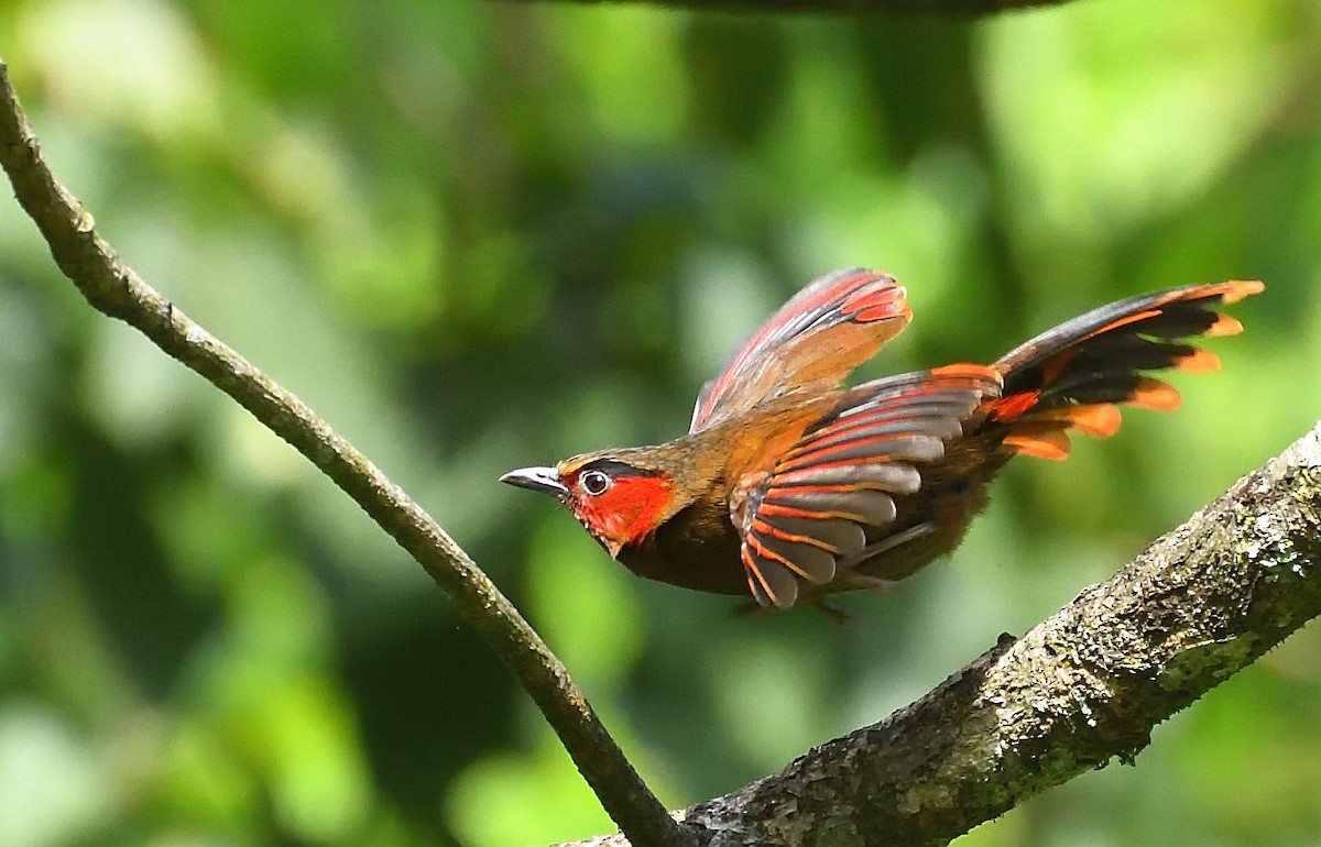 Red-faced Liocichla - ML576666231