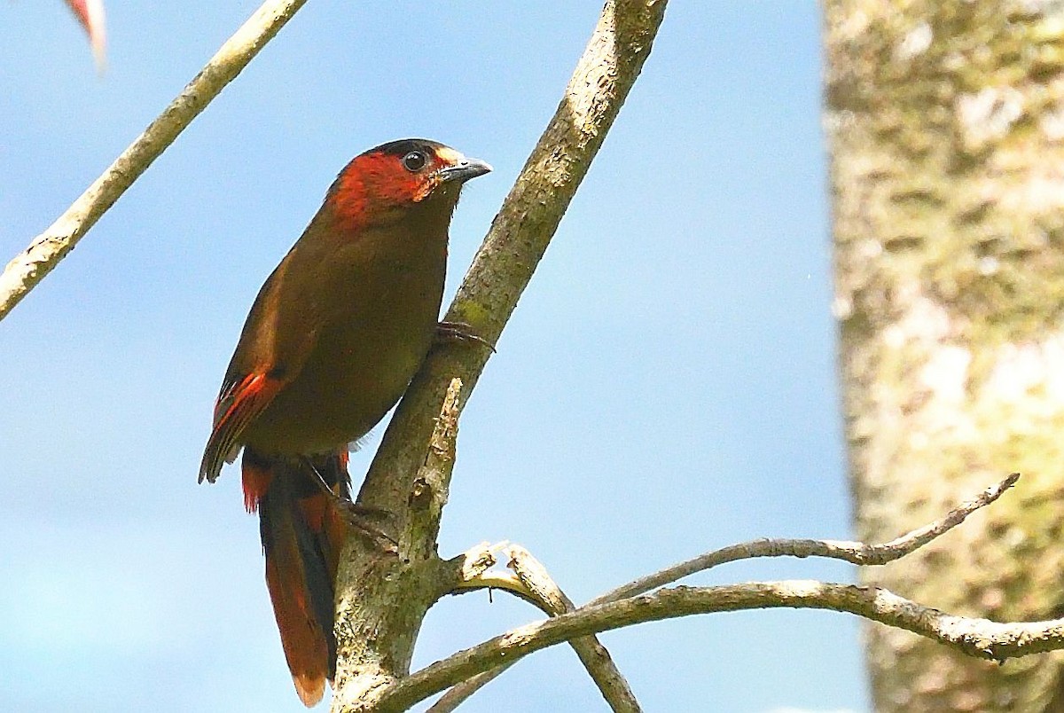 Red-faced Liocichla - ML576666241