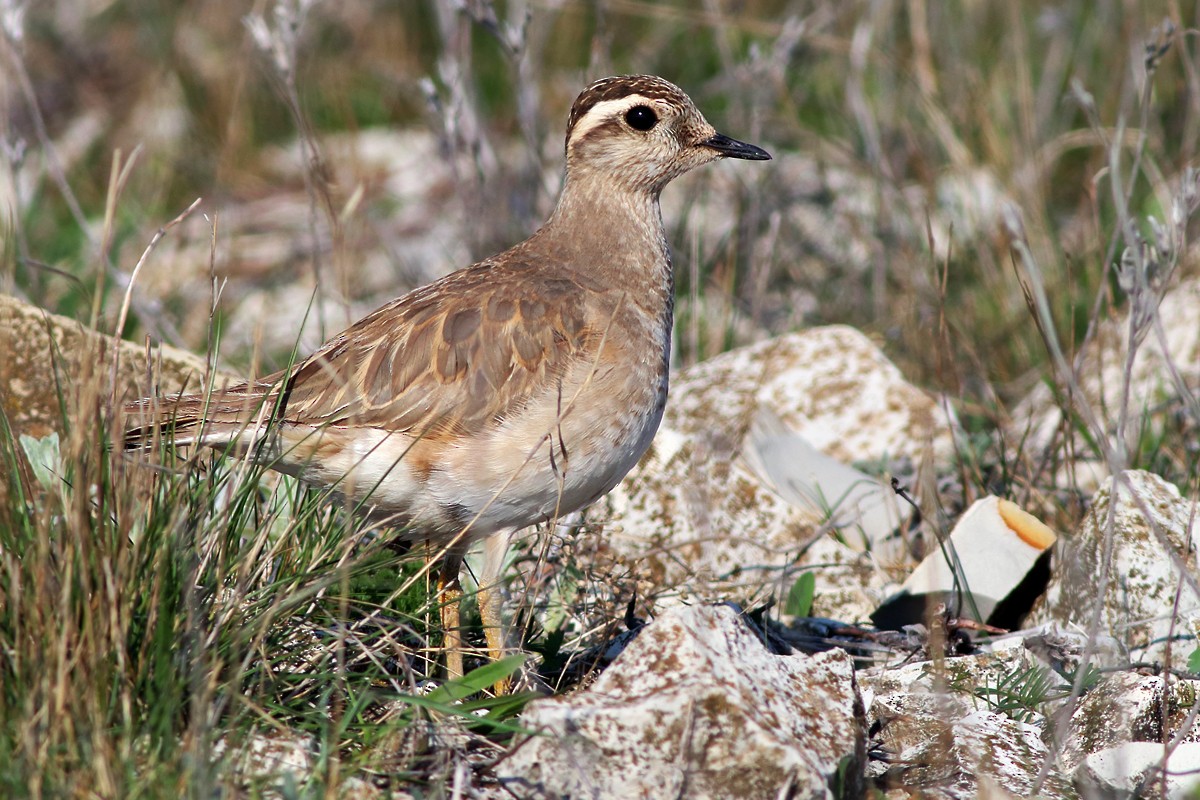 Eurasian Dotterel - ML576666811