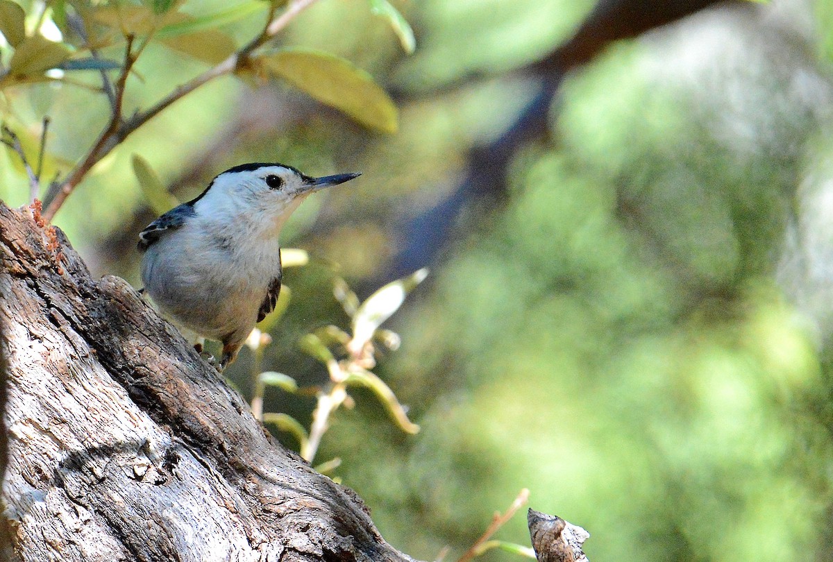 White-breasted Nuthatch - Kim  Beardmore