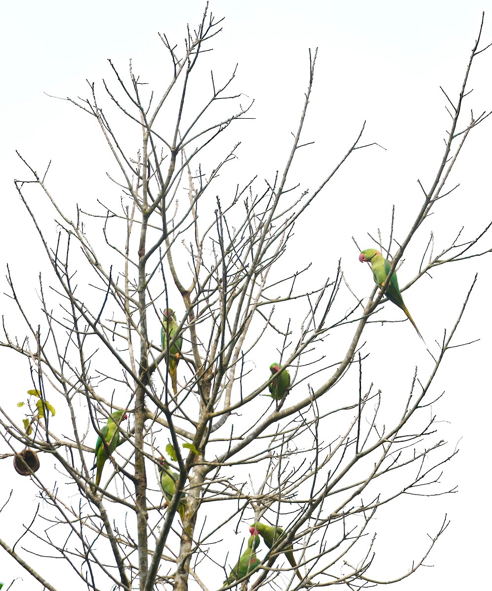 Alexandrine Parakeet - ML576668431