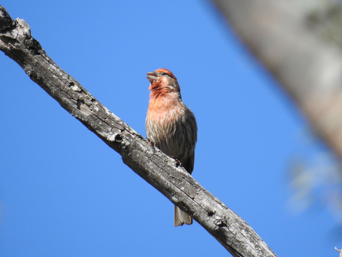 House Finch - ML57666861