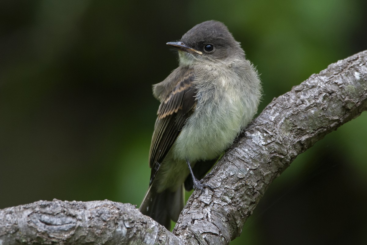 Eastern Phoebe - Andrew Simon