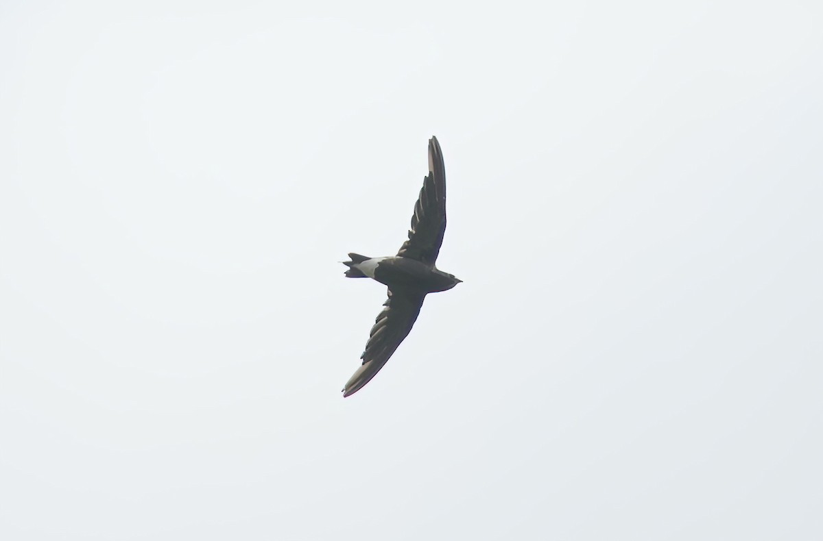 Brown-backed Needletail - ML576670211