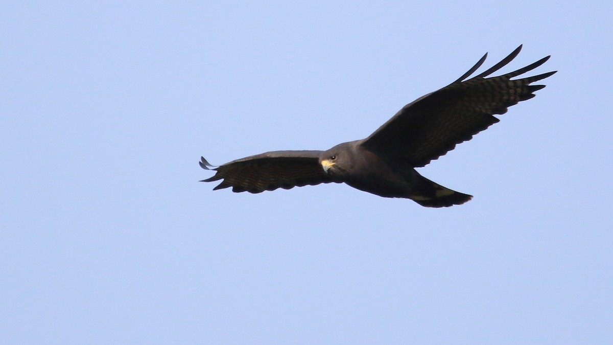 Zone-tailed Hawk - ML576670251