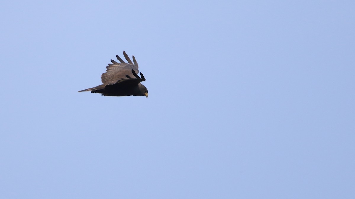 Zone-tailed Hawk - ML576670261