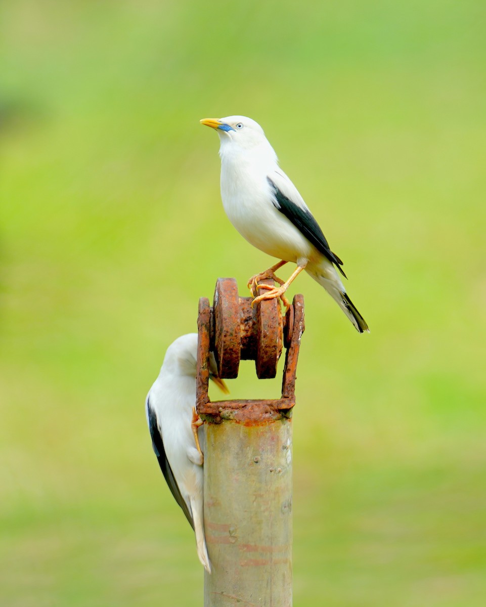 White-headed Starling - Sudip Simha