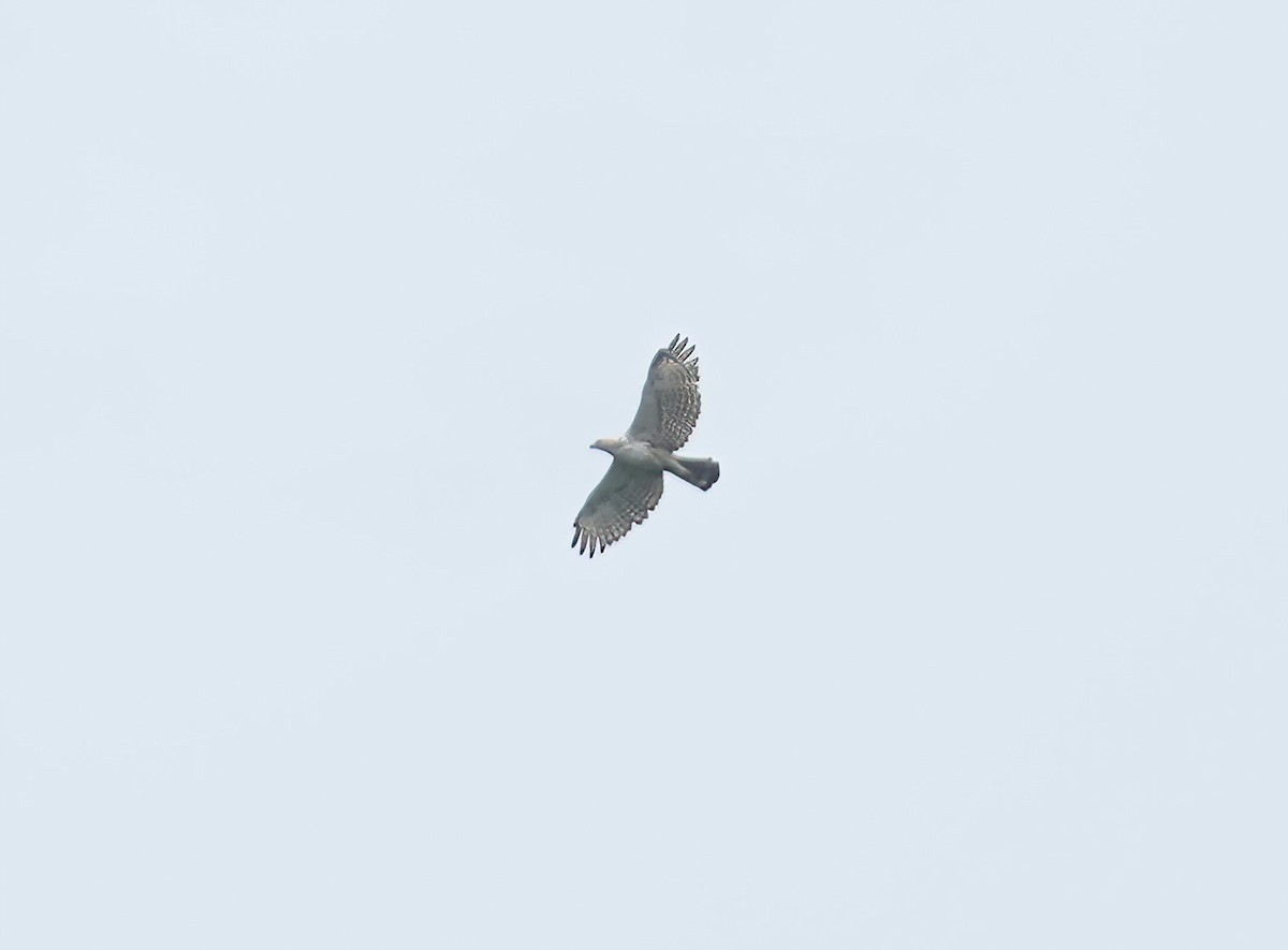 Changeable Hawk-Eagle - Sudip Simha