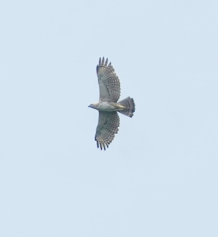 Changeable Hawk-Eagle - Sudip Simha