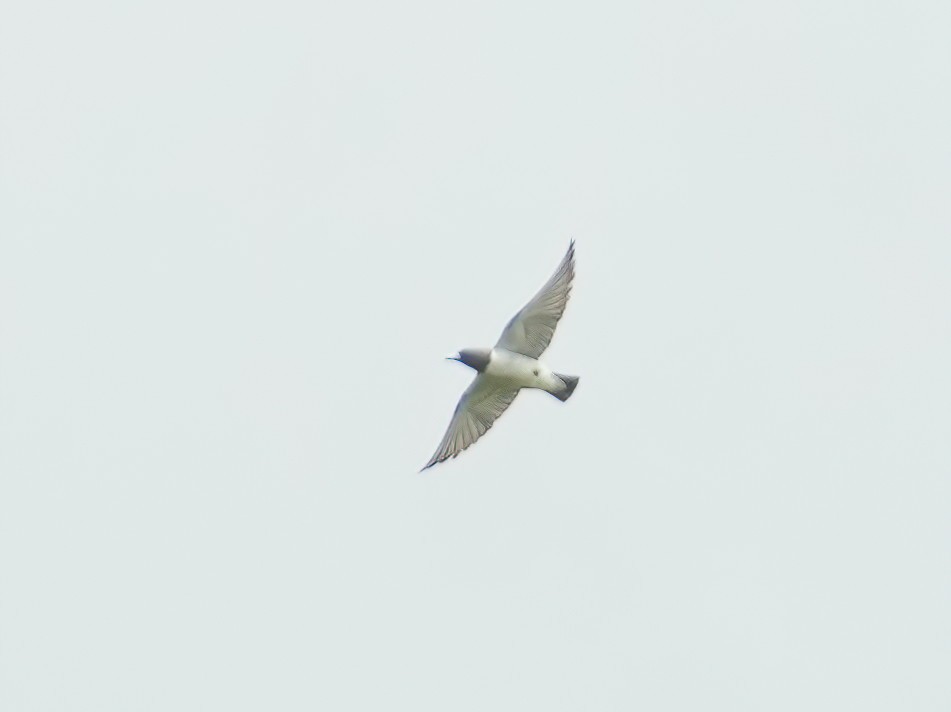 White-breasted Woodswallow - Sudip Simha