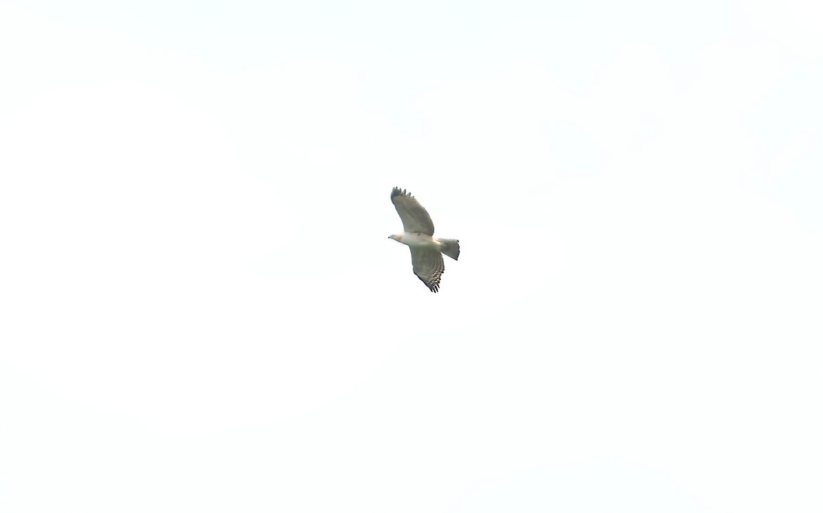 Changeable Hawk-Eagle - Sudip Simha