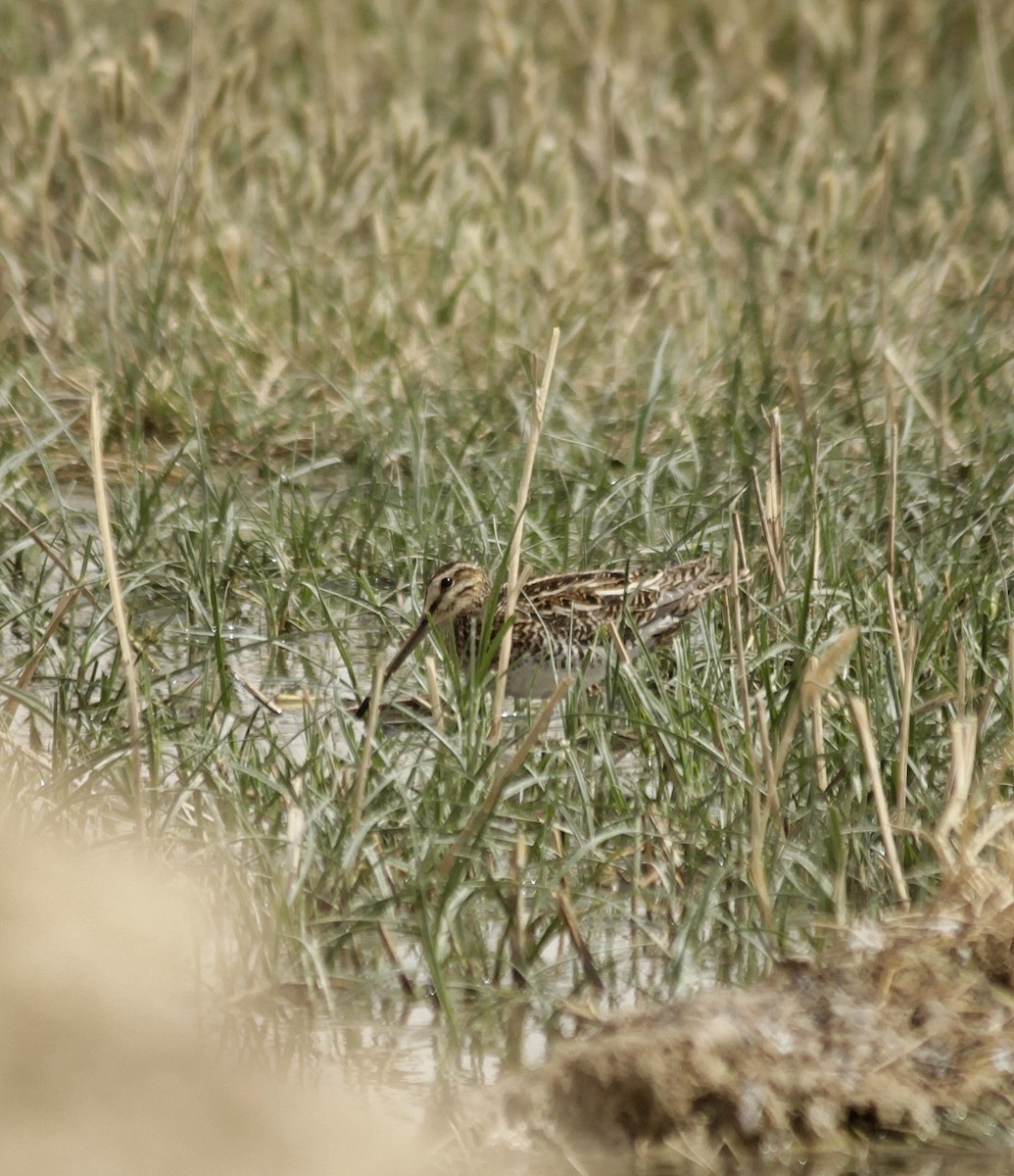 Common Snipe - ML576671011