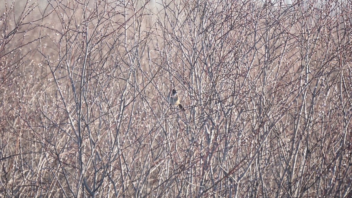 Swamp Sparrow - ML576671021