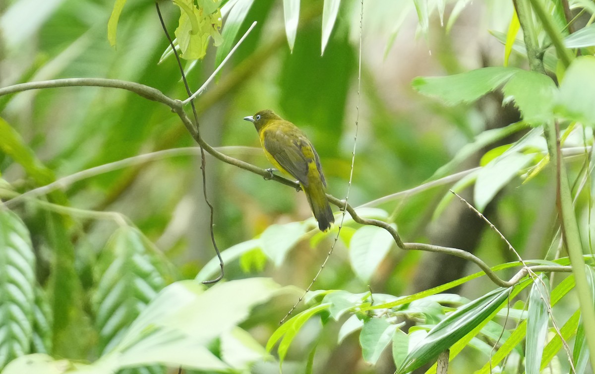 Andaman Bulbul - ML576671121