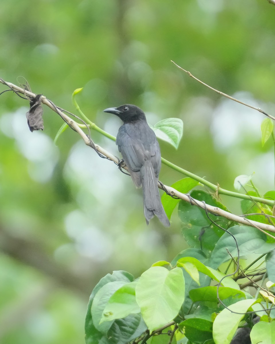 Andaman Drongo - Sudip Simha