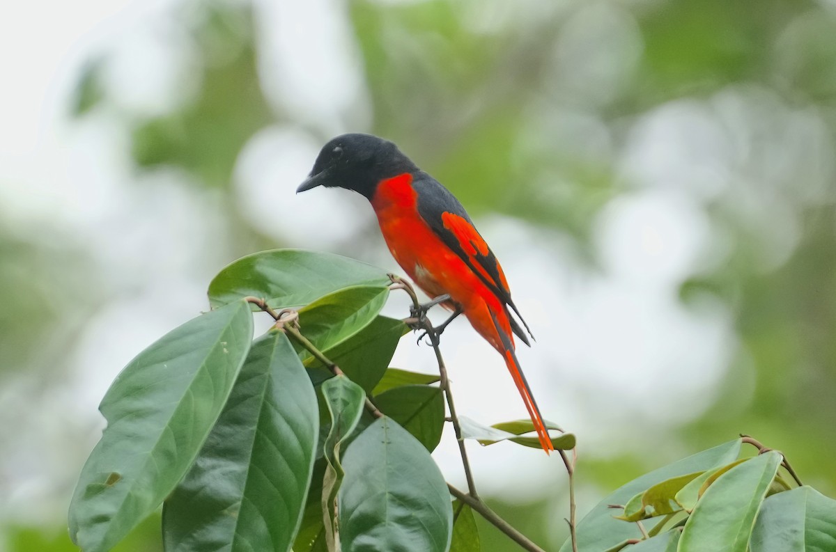 赤紅山椒鳥 - ML576671361
