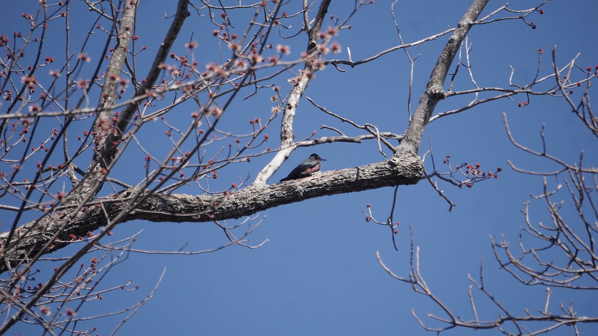 Lewis's Woodpecker - ML576671841