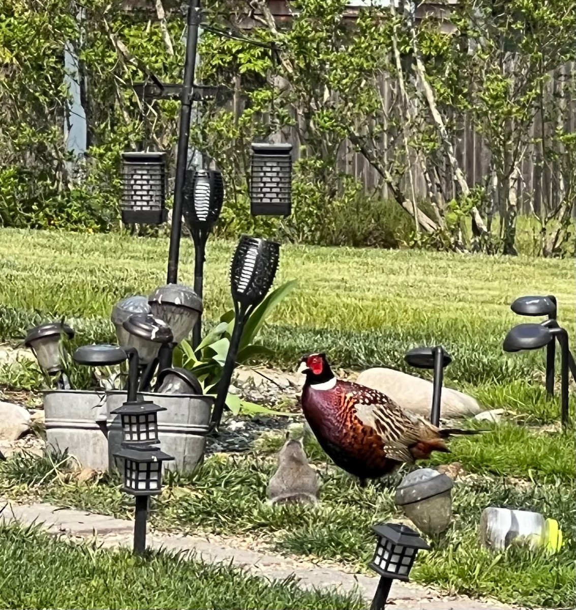 Ring-necked Pheasant - Marnie Briggs