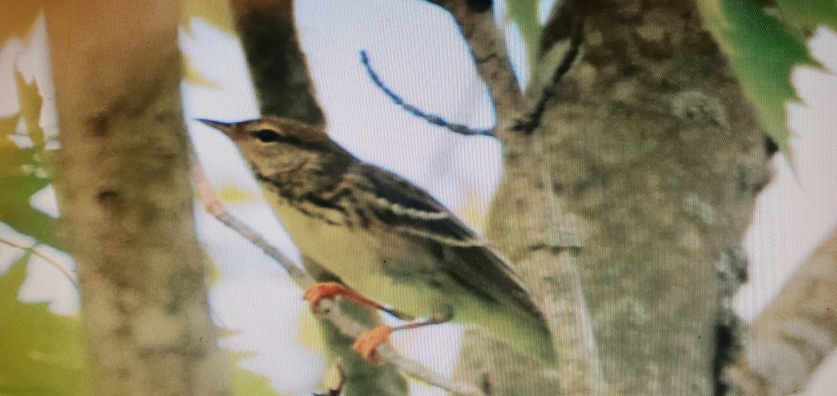 Blackpoll Warbler - ML576675391
