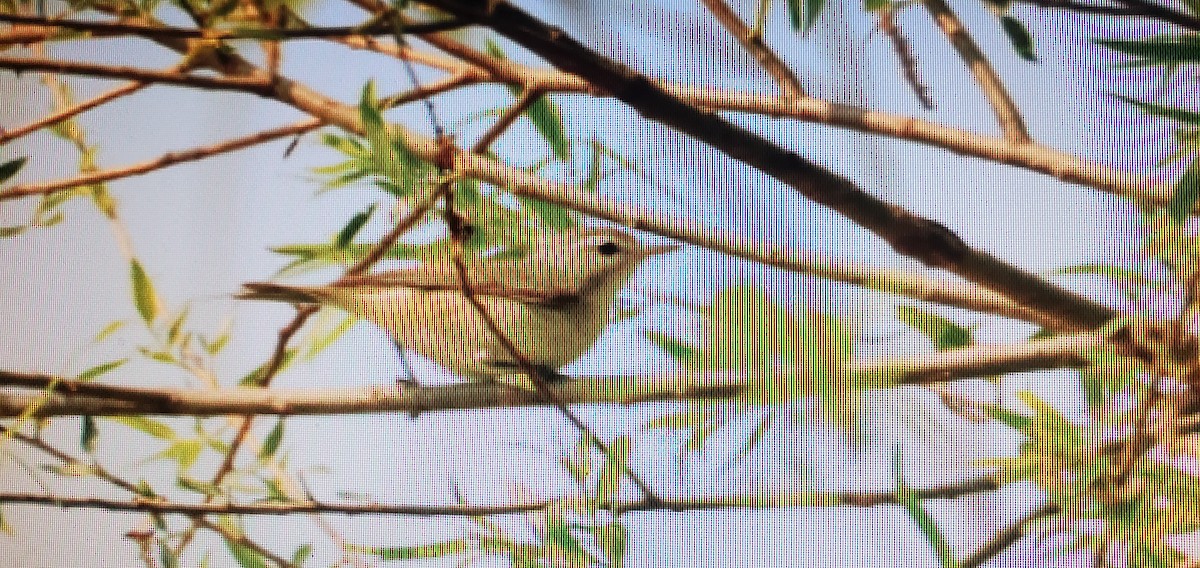 Eastern Warbling Vireo - ML576675441