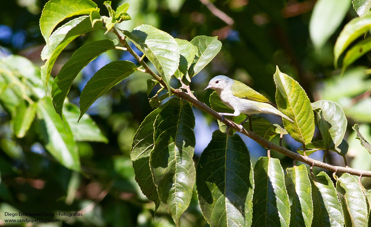 Chestnut-vented Conebill - ML576675901