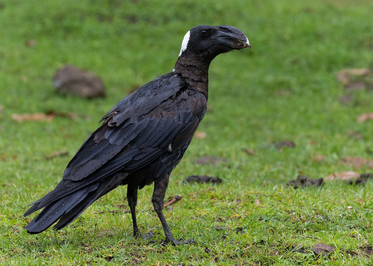 Thick-billed Raven - ML576678681