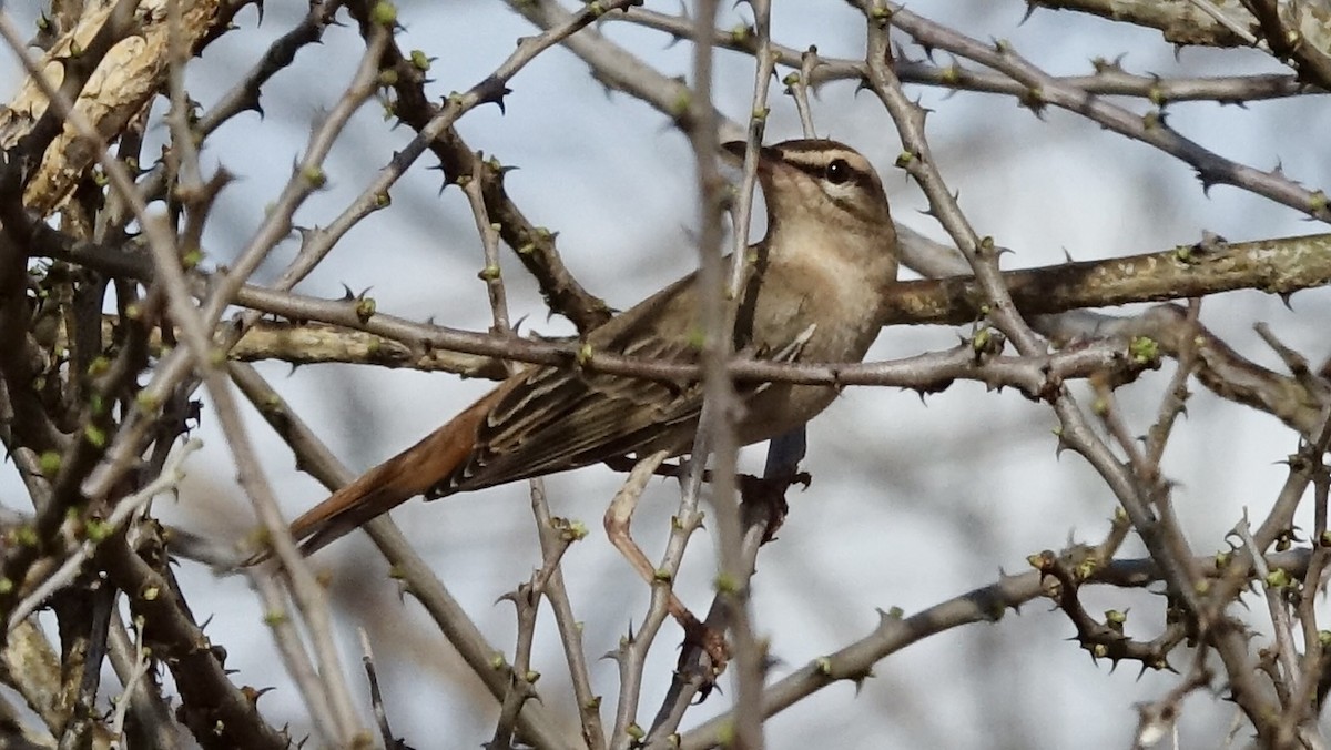 Rufous-tailed Scrub-Robin - ML576680391