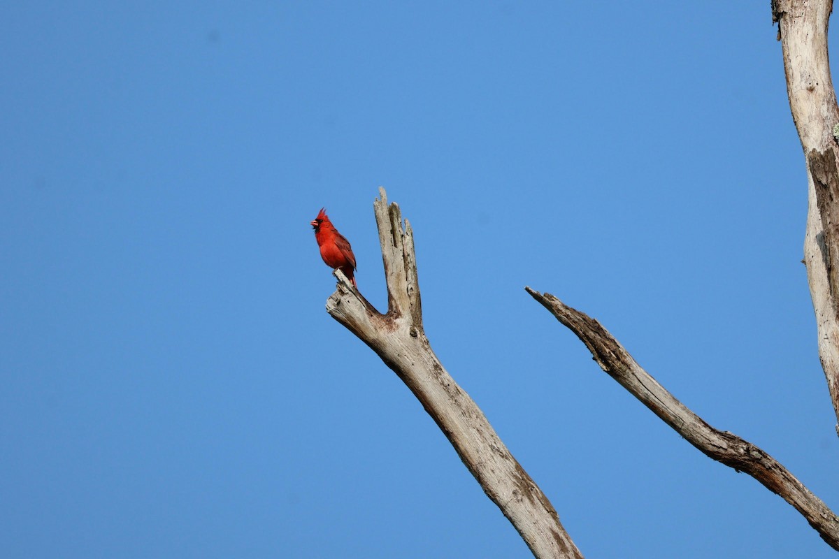 Northern Cardinal - aaron lehr