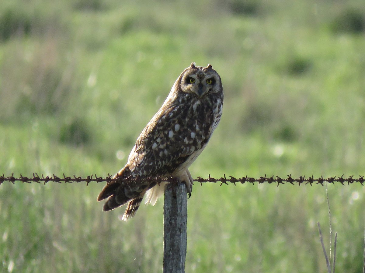 Short-eared Owl - ML576680901