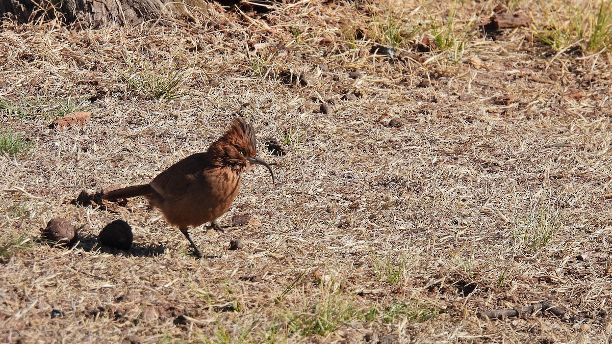 Brown Cacholote - ML576681201