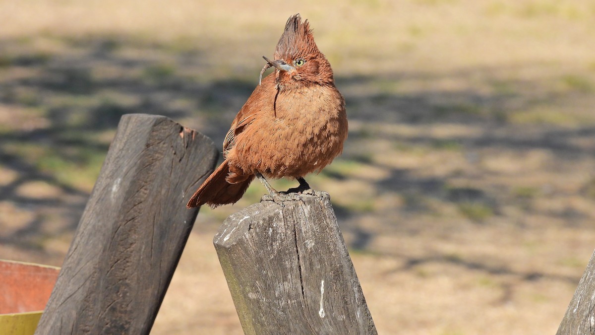 Brown Cacholote - ML576681241