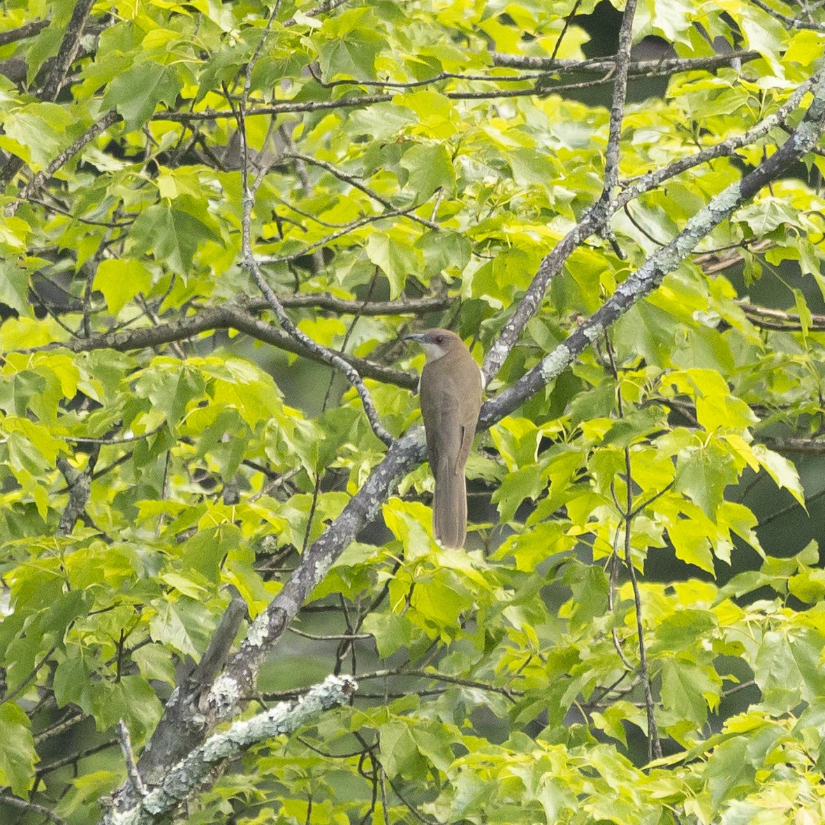 Black-billed Cuckoo - ML576682331