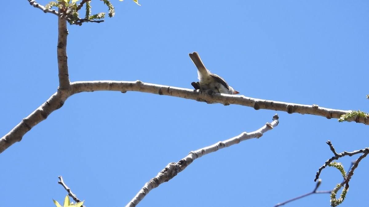 Least Flycatcher - ML576683651