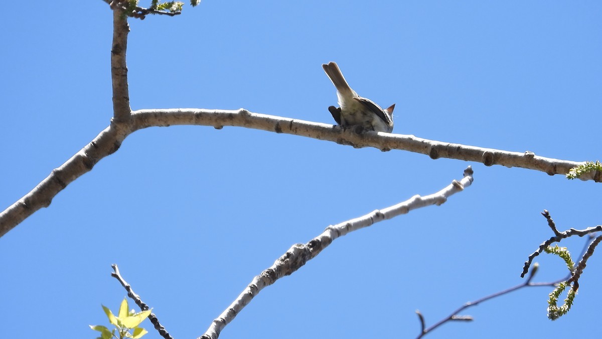 Least Flycatcher - ML576683661