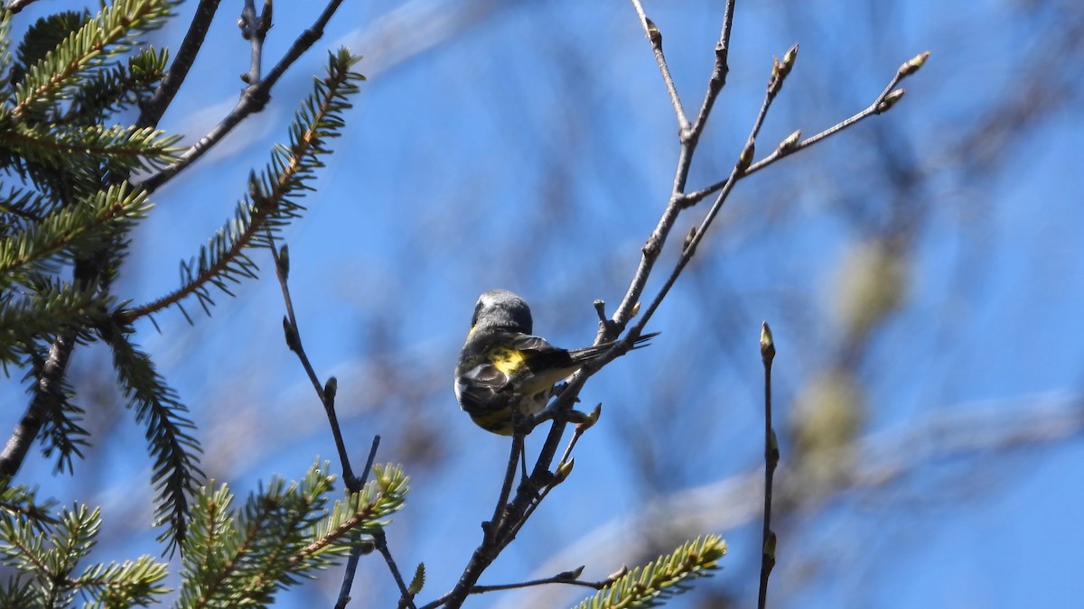 Magnolia Warbler - ML576683791