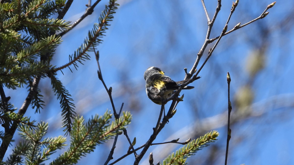 Magnolia Warbler - ML576683811