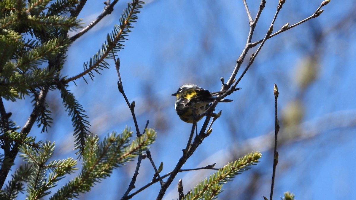 Magnolia Warbler - ML576683821