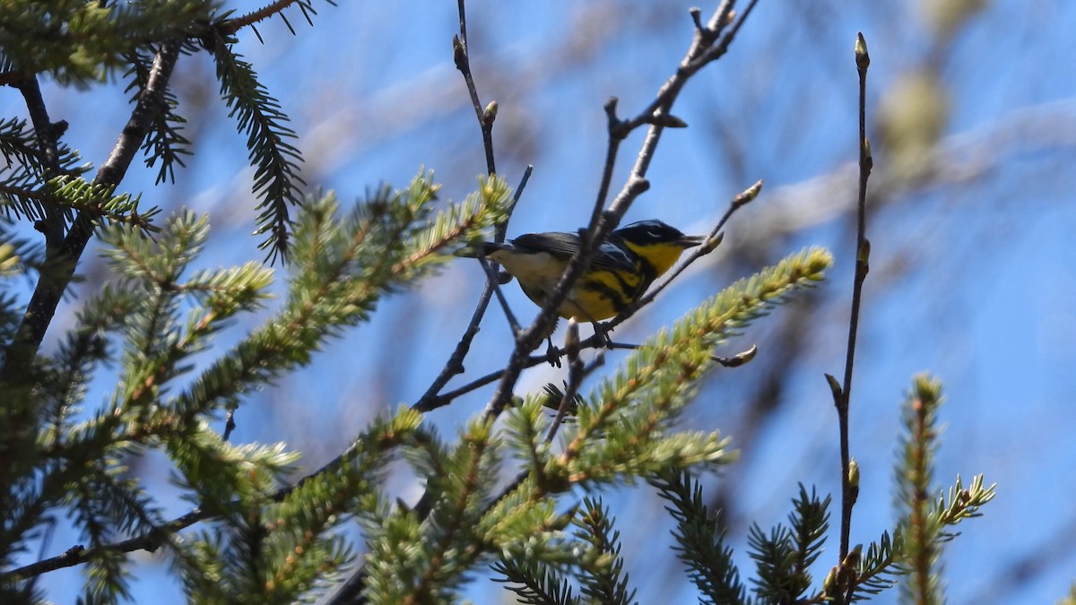 Magnolia Warbler - ML576683841