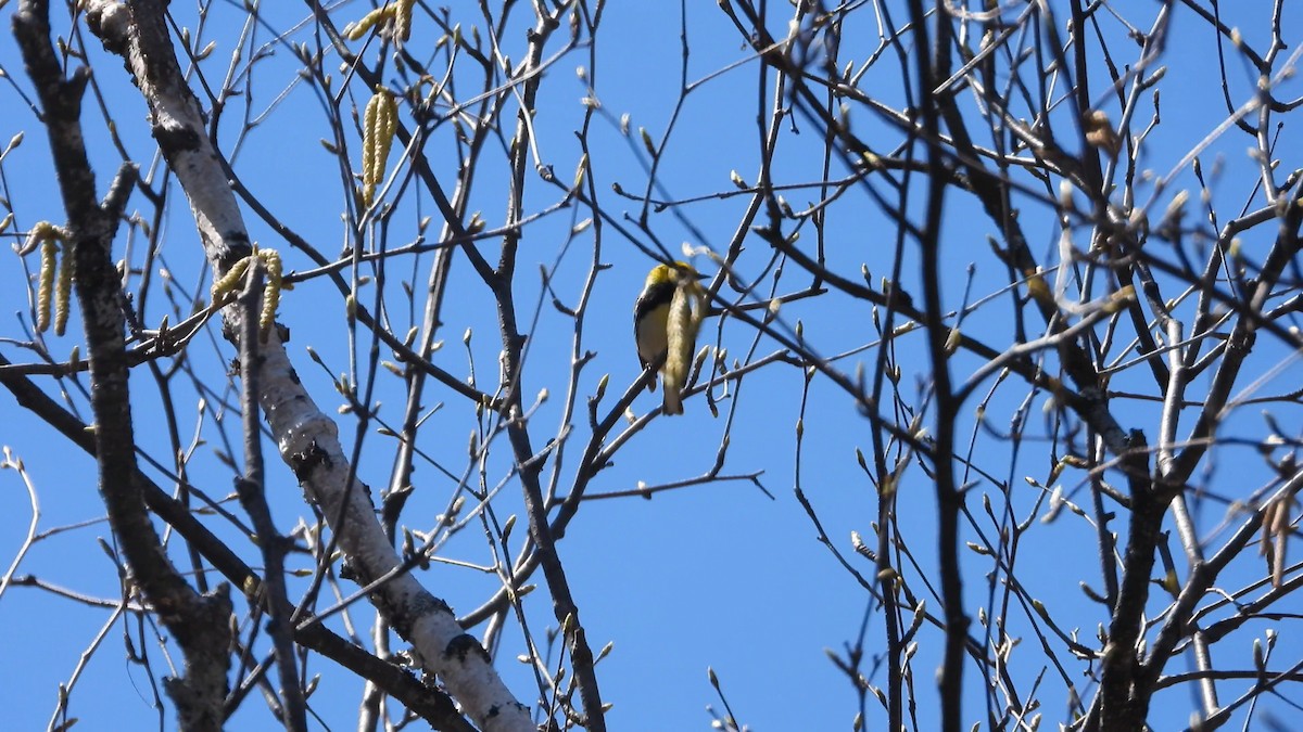 Black-throated Green Warbler - ML576683961