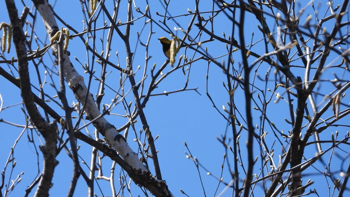 Black-throated Green Warbler - ML576683981