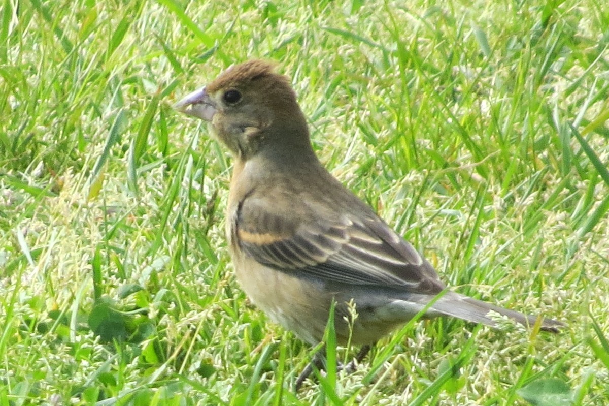 Blue Grosbeak - ML57668441