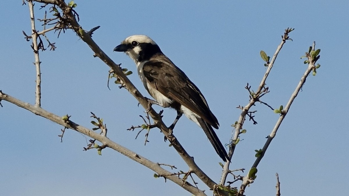 White-rumped Shrike - ML576684481