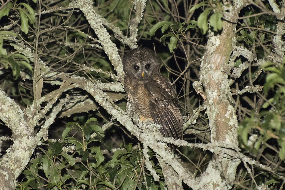 African Wood-Owl - ML576684631