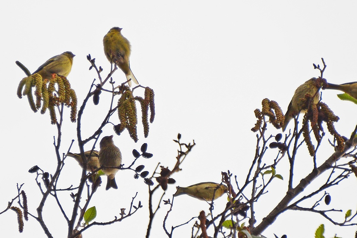 Yellow-crowned Canary - ML576684921