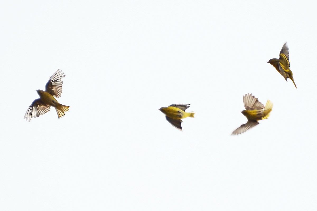 Yellow-crowned Canary - ML576684931